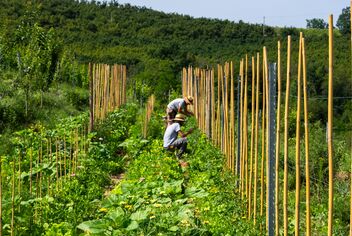 Sustainable Luxury Pioneer